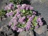 Filename=00-Pflanzenwelt-bluehende-Pflanzen-Fuerteventura.JPG
Filesize=111KiB
Dimensions=690x518
Date added=May 09, 2017 00-Pflanzenwelt-bluehende-Pflanzen-Fuerteventura.JPG