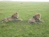 Filename=2-loewen-freiheit-safari-kenia.jpg
Filesize=59KiB
Dimensions=588x441
Date added=Feb 25, 2011 2-loewen-freiheit-safari-kenia.jpg