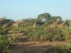 Filename=7-giraffen-auf-einen-streich-kenia-safari-foto.jpg
Filesize=59KiB
Dimensions=588x441
Date added=Feb 25, 2011 7-giraffen-auf-einen-streich-kenia-safari-foto.jpg