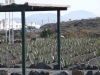 Filename=Aloe-Vera-Pflanzen-Arborescens-Barbadosiensis-Liliengewaechsen-Kakteen-Kaktus-Kanaren.JPG
Filesize=64KiB
Dimensions=690x518
Date added=May 09, 2017 Aloe-Vera-Pflanzen-Arborescens-Barbadosiensis-Liliengewaechsen-Kakteen-Kaktus-Kanaren.JPG