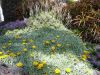 Filename=Blumen-Garten-Lanzarote.JPG
Filesize=93KiB
Dimensions=690x518
Date added=Sep 29, 2011 Blumen-Garten-Lanzarote.JPG