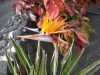 Filename=Blumen-Strelizie-Lanzarote-Pflanzen.JPG
Filesize=77KiB
Dimensions=690x518
Date added=Sep 29, 2011 Blumen-Strelizie-Lanzarote-Pflanzen.JPG
