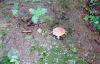 Filename=Fliegenpilz-Deutschland-bayerischen-Wald.JPG
Filesize=79KiB
Dimensions=700x453
Date added=May 24, 2012 Fliegenpilz-Deutschland-bayerischen-Wald.JPG