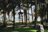 Fortaleza-Palmen-Strand-Urlaub-Foto-Brasilien[1].JPG