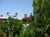 Filename=Fuerteventura-Wohnhaus-Kakteen-Kaktus-Garten .JPG
Filesize=90KiB
Dimensions=690x518
Date added=Sep 28, 2011 Fuerteventura-Wohnhaus-Kakteen-Kaktus-Garten .JPG