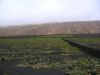 Filename=Landwirtschaft-Trockenanbau-Lanzarote.JPG
Filesize=111KiB
Dimensions=700x525
Date added=Sep 24, 2011 Landwirtschaft-Trockenanbau-Lanzarote.JPG