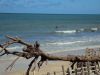 Filename=Natur-Strand-Recife-Brasilien.JPG
Filesize=77KiB
Dimensions=690x518
Date added=Sep 25, 2011 Natur-Strand-Recife-Brasilien.JPG
