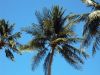 Filename=Palmen-Brasilien.JPG
Filesize=89KiB
Dimensions=700x525
Date added=May 13, 2012 Palmen-Brasilien.JPG