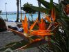 Strelizie-Strand-Promenade-Fuerteventura.JPG