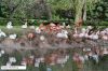 Filename=Tierpark Heidelberg.JPG
Filesize=137KiB
Dimensions=900x600
Date added=Feb 05, 2010 Tierpark Heidelberg.JPG