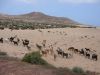 Filename=Ziegen-Ziegenherde-Tiere-Lanzarote.JPG
Filesize=75KiB
Dimensions=690x518
Date added=Sep 30, 2011 Ziegen-Ziegenherde-Tiere-Lanzarote.JPG