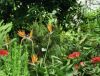 Filename=botanischer-garten-jena-foto-tropische-pflanzen-haus-thueringen.png
Filesize=251KiB
Dimensions=381x290
Date added=Oct 03, 2010 botanischer-garten-jena-foto-tropische-pflanzen-haus-thueringen.png