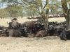 Filename=bueffel-herde-safari-kenia.jpg
Filesize=77KiB
Dimensions=588x441
Date added=Feb 25, 2011 bueffel-herde-safari-kenia.jpg
