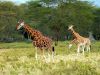 giraffe-giraffa-camelopardalis-giraffen.jpg