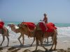 Filename=kamelreiten-strand-midoun-djerba-tunesien-urlaub.JPG
Filesize=81KiB
Dimensions=512x384
Date added=Jun 11, 2010 kamelreiten-strand-midoun-djerba-tunesien-urlaub.JPG