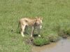 Filename=loewin-an-wassestelle-kenia-safari.jpg
Filesize=50KiB
Dimensions=585x438
Date added=Feb 25, 2011 loewin-an-wassestelle-kenia-safari.jpg