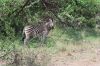 Filename=suedafrika urlaubsreise pilanesberg nationalpark zebra.JPG
Filesize=73KiB
Dimensions=360x240
Date added=Feb 07, 2010 suedafrika urlaubsreise pilanesberg nationalpark zebra.JPG