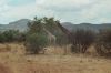 Filename=urlaub-suedafrika-safari-foto-pilanesberg-nationalpark-giraffen.JPG
Filesize=62KiB
Dimensions=450x300
Date added=May 12, 2010 urlaub-suedafrika-safari-foto-pilanesberg-nationalpark-giraffen.JPG