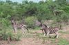 Filename=urlaub-suedafrika-safari-foto-pilanesberg-nationalpark-zebras.JPG
Filesize=103KiB
Dimensions=450x300
Date added=May 12, 2010 urlaub-suedafrika-safari-foto-pilanesberg-nationalpark-zebras.JPG