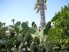 Feigen-Kaktus-Pflanzenwelt-Lanzarote.JPG