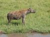 hyaene-am-wasser-kenia-afrika.jpg