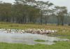 pelikane-wasser-safari-kenia.jpg