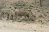 urlaub-suedafrika-safari-foto-pilanesberg-nationalpark-wildschweine.JPG